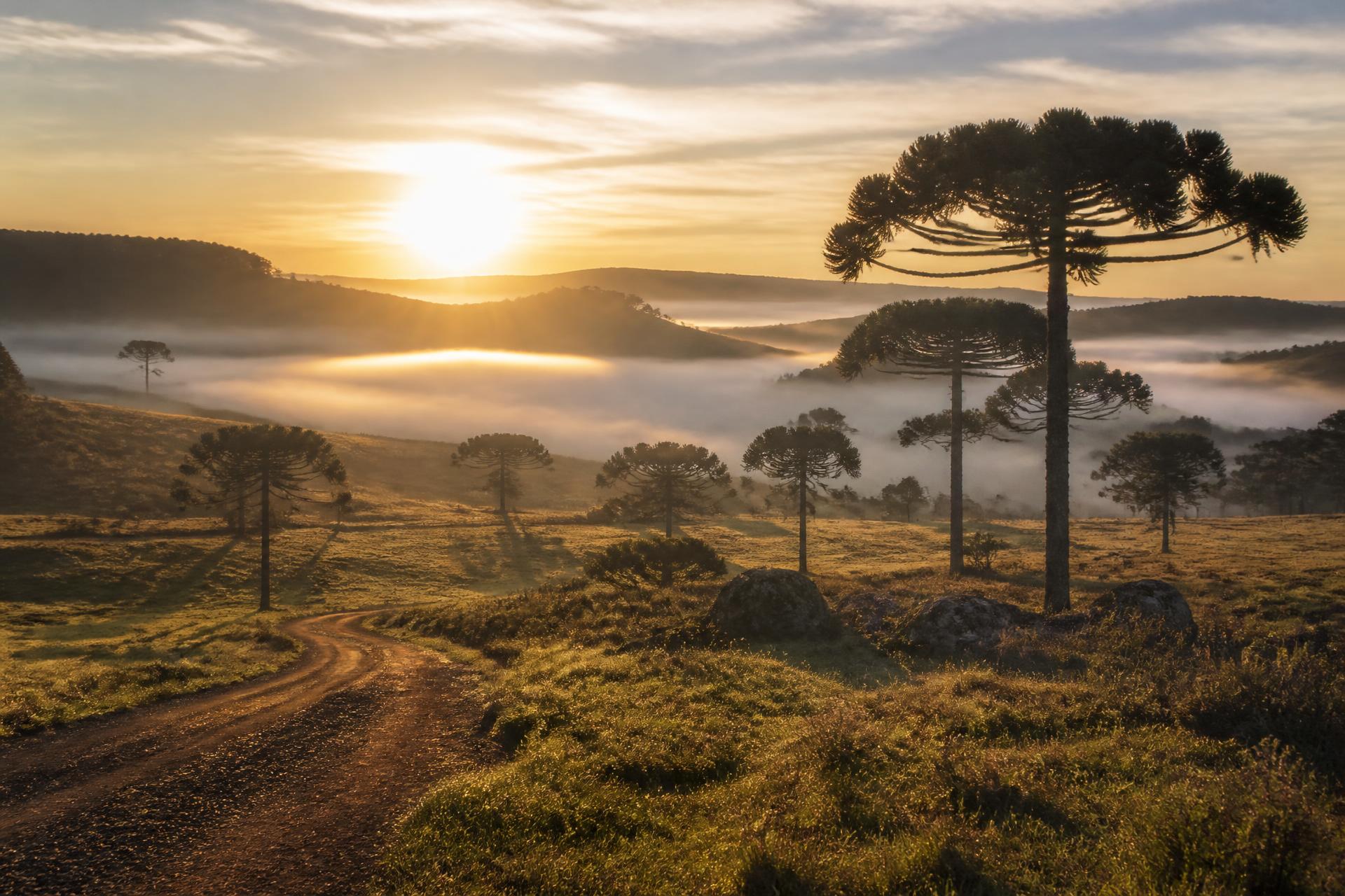 Campos de araucária ao amanhecer no Planalto Catarinense